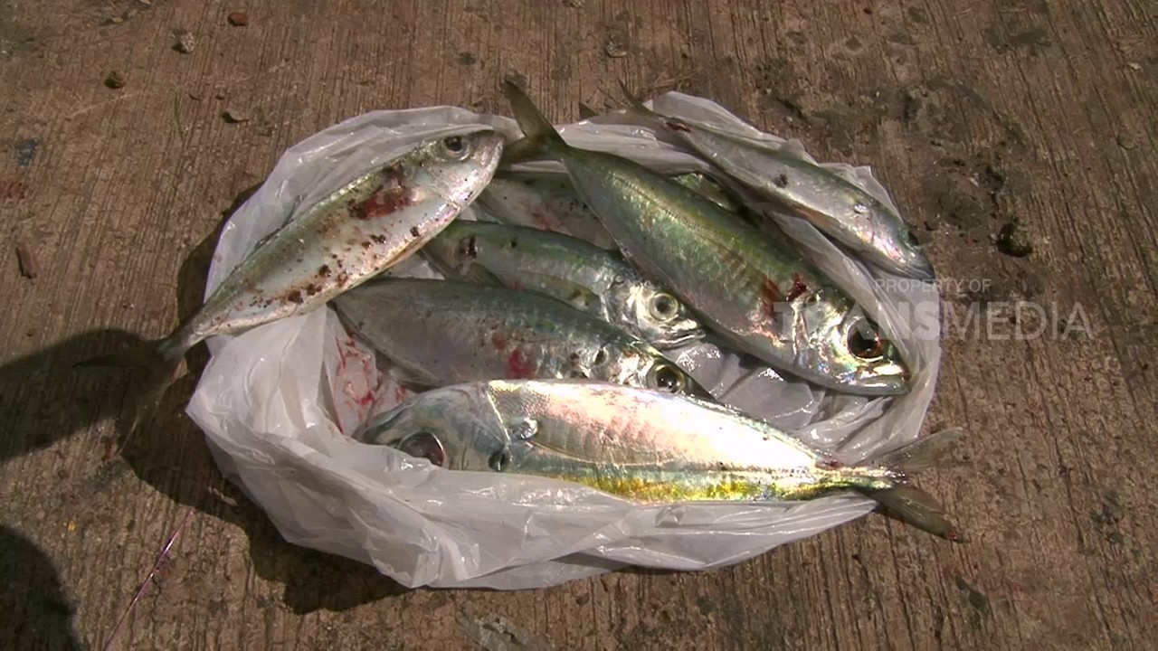 DUNIA BINATANG - SI PERENANG IKAN PELAGIS (28/7/17) 3-3 - YouTube