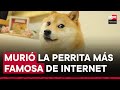 Muere Kabosu, la perrita japonesa de los memes virales e inspiración de una criptomoneda