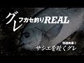 グレフカセ釣りREAL 特選水中映像2［サシエを吐くグレ］