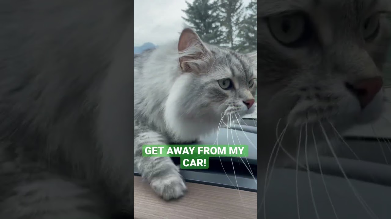How my cat SOUNDS when someone parks beside my Tesla