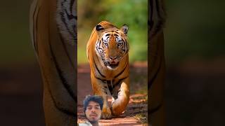 Why Hyenas Fear a Single Lion? The Real Jungle Psychology🦁🐯#shorts #factlinker