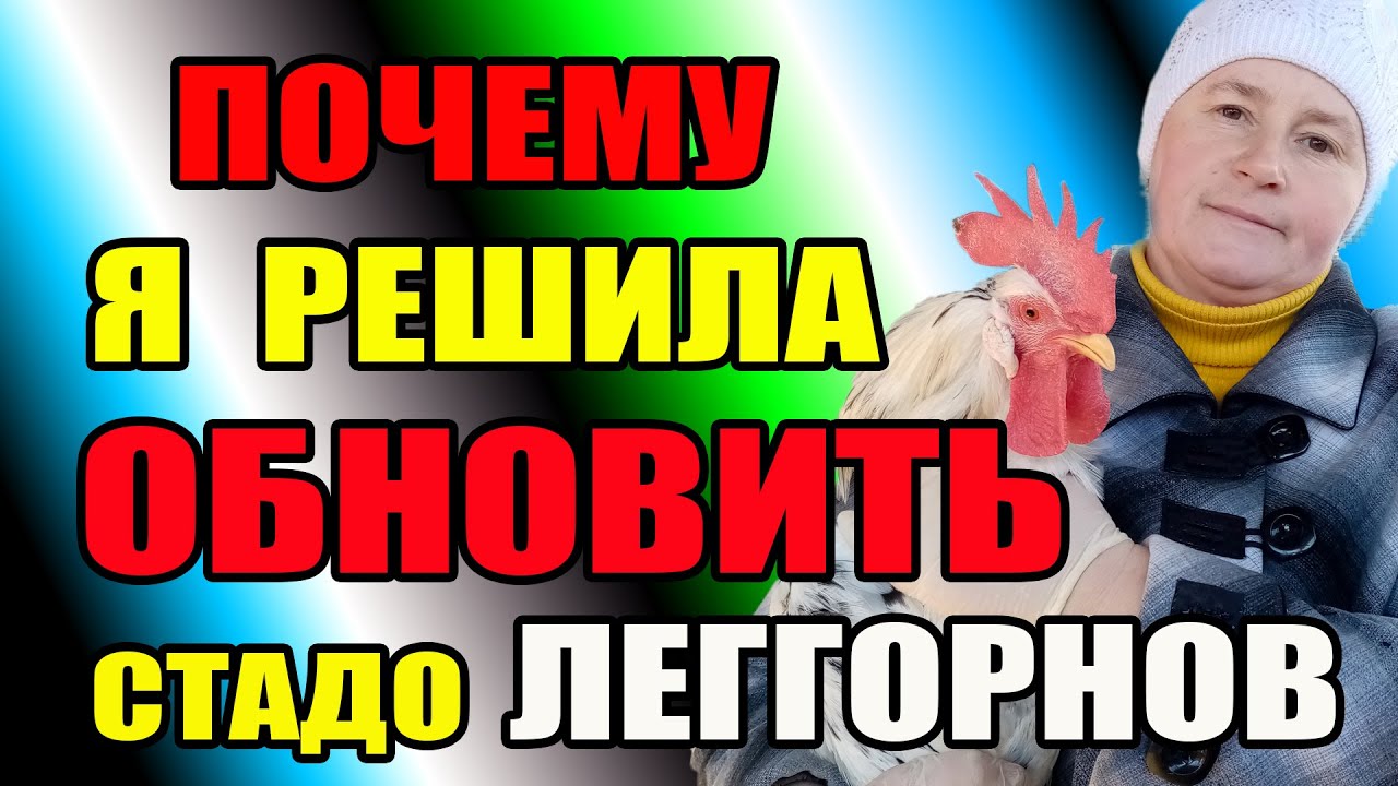 Почему я решила ОБНОВИТЬ стадо ЛЕГГОРНОВ. - YouTube