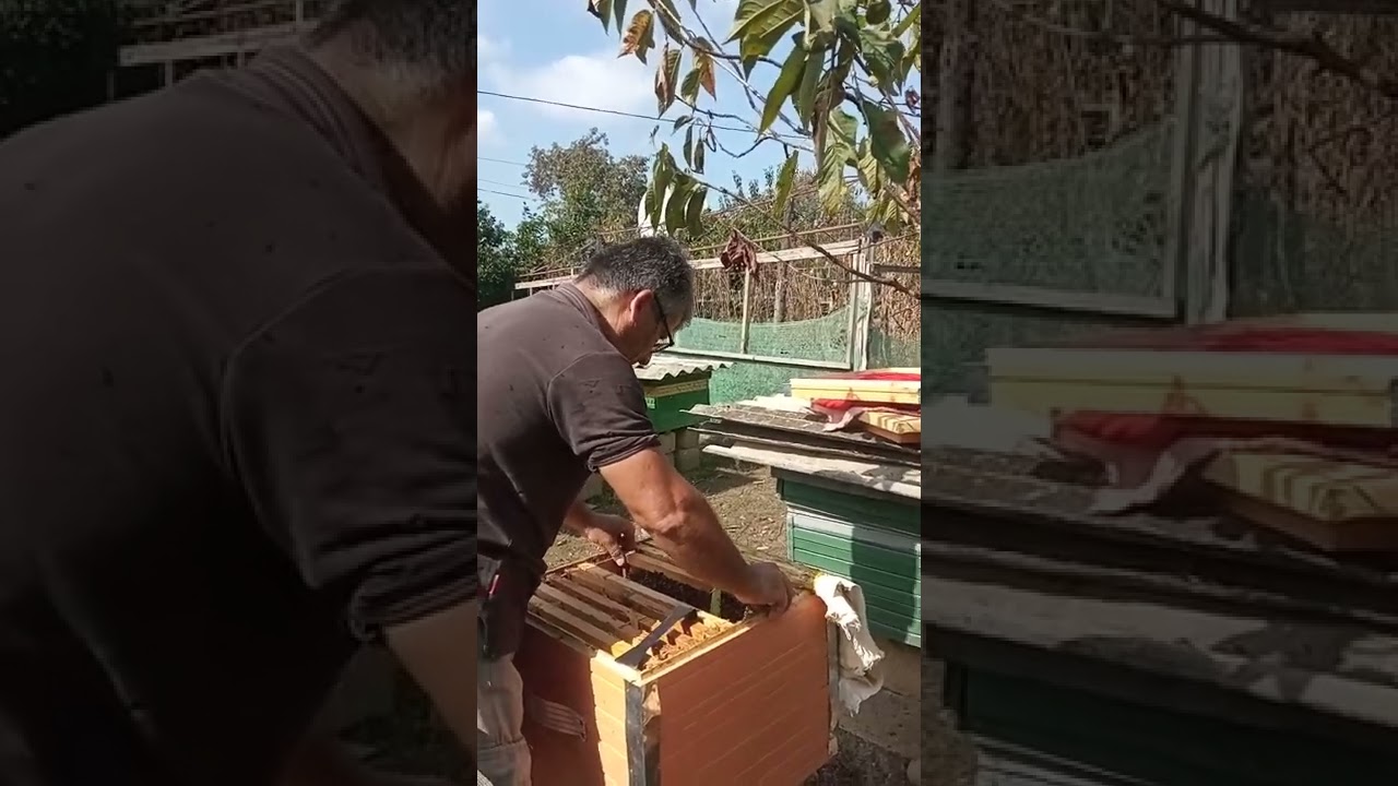 Ana arının sakit dəyişilməsindən sonra  bir pətəkdə birgə çalışması.