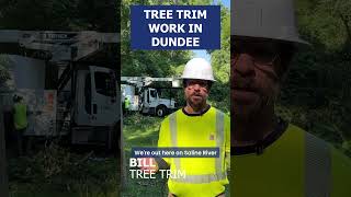 See How Tree Trimming in Dundee Will Help Keep The Lights On DTE Energy
