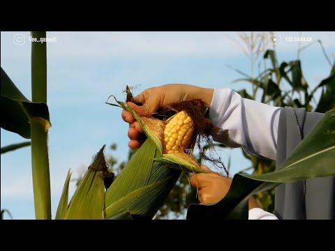 hidup di Desa - panen jagung-Kue jagung / kue Caca/kue kokole