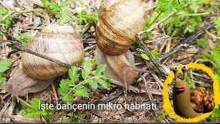 Salyangoz Efendiler Çıktı Meydana 🐌🐌🐌 Yağmur sonrası neden salyangozlar dışarı çıkıyor?