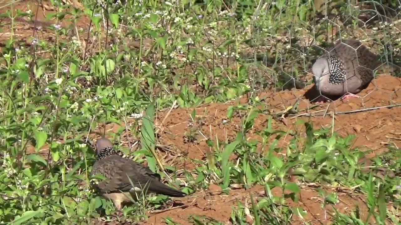 Gù Trâu,Gù Bò Đây!!!! ( MA LOE )🤣