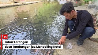 Lubuk Larangan Tambangan Jae Villagethousands Of Fish The Size Of Baboons  Freely In This 