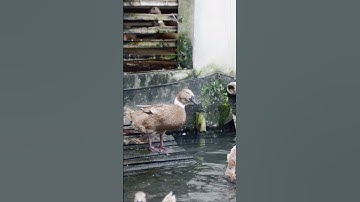 PERNAH LIHAT ITIK GOYANG? - BEBEK MAGELANG #duck #bebekhibrida #bebeklucu #fypシ゚viral