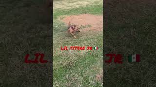 Lil Ere Jr