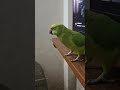 Mitthu ko Roti do 🥰🦜😱#shorts #mummy #mitthu #parrot #parrotsound #talkingparrot #bolnewalatota #bird