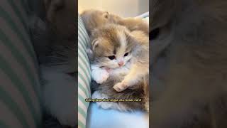 Big brother and little sister #shorts #kitten #amazing #funny #cat #fyp Big brother and little sister #shorts #kitten #amazing #funny #cat #fyp
