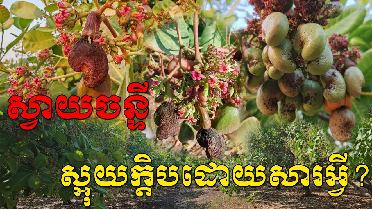 ហេតុអ្វីស្វាយចន្ទីស្អុយក្ដិប ដំណោះស្រាយដែលកសិករត្រូវដឹង!