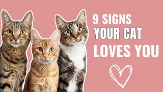 9 Signs Your Cat Loves You