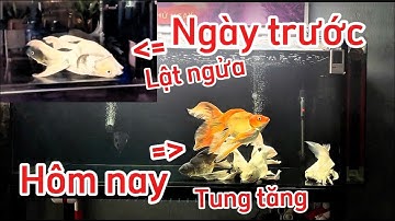 Hồ Cá Chép Sư Tử 300l Đẹp - Chia Sẻ Cách Phòng Bệnh Cho Cá Hiệu Quả.Hồ Của Em Tâm Ở Bà Rịa Vũng Tàu