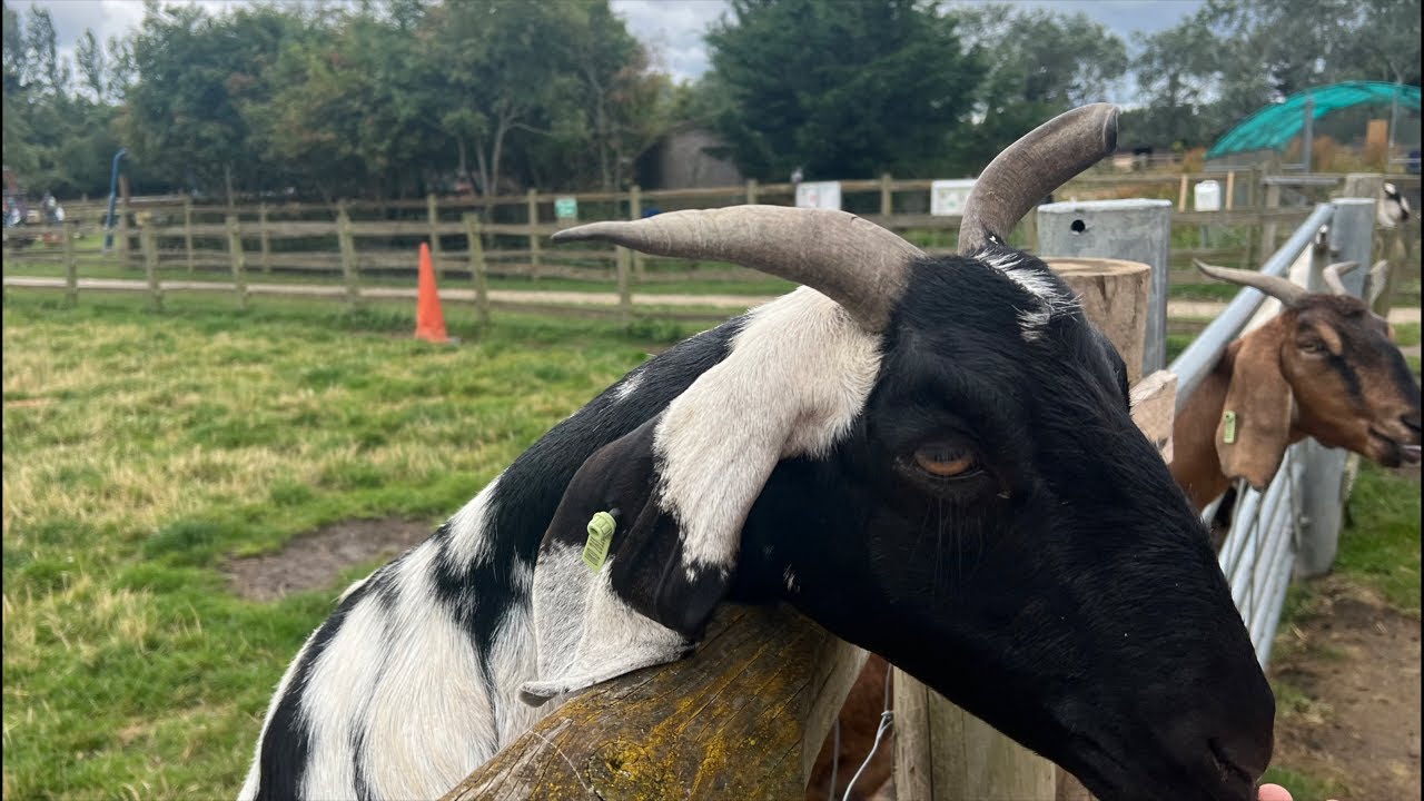 Kelli Copter is at the farm