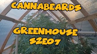 Cannabeards Greenhouse S2E07 - OMG I KILLED ONE!