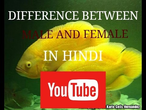 Oscar fish difference between Male and female in hindi 