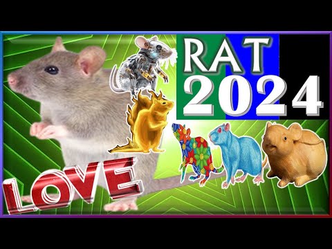 Rat Horoscope 2024 | Love | Born 2020, 2008, 1996, 1984, 1972, 1960, 1948, 1936