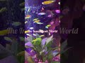 Low maintenance planted aquarium  mickey mouse platy  the exotic fishes  the insanegenix world