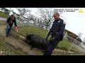 The Pig Refused to Listen to Instructions.