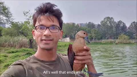 Rescuing a lesser whistling duck from a poacher