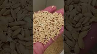 The demonstration of OTAKE rice milling polisher PM1500 #shorts #agrimachinery  #ricefarming