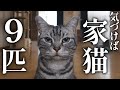 気づけば保護猫7匹 合計9匹になった家猫達を改めて紹介します【地域猫】【保護猫】