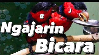 Download Lagu Nury Kepala Hitam Anakan F3 Di Ajarin Ngomong + Jantan + Betina MP3