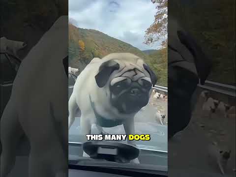 Where Did They All Come From Pug