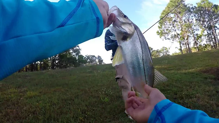 Catching Swordspine Snook And BIG Bass