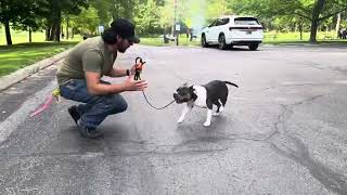 Best Dog Training, Toledo Ohio! 1-3 Year Old, Mini Bully, Winston!