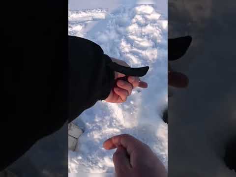 клюёт! клюёт! тащи!