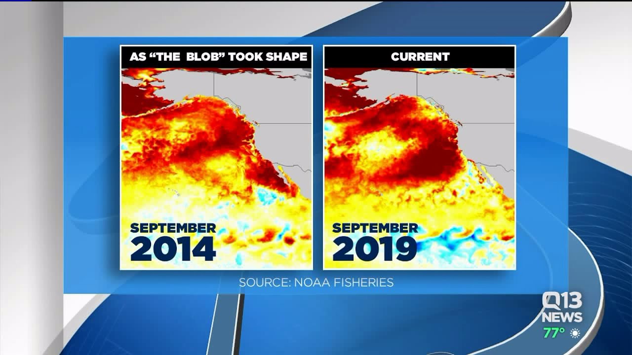 Scientists monitoring new marine heat wave off West Coast that ...