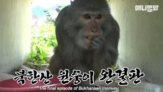 "자두를 줬을뿐인데  그는 나에게 달려들었다.." 실화를 바탕으로 한 영상 | 북한산 원숭이 풀버전 screenshot 4