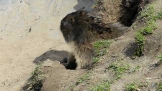 Alpine marmot