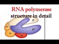 RNA polymerase structure in detail