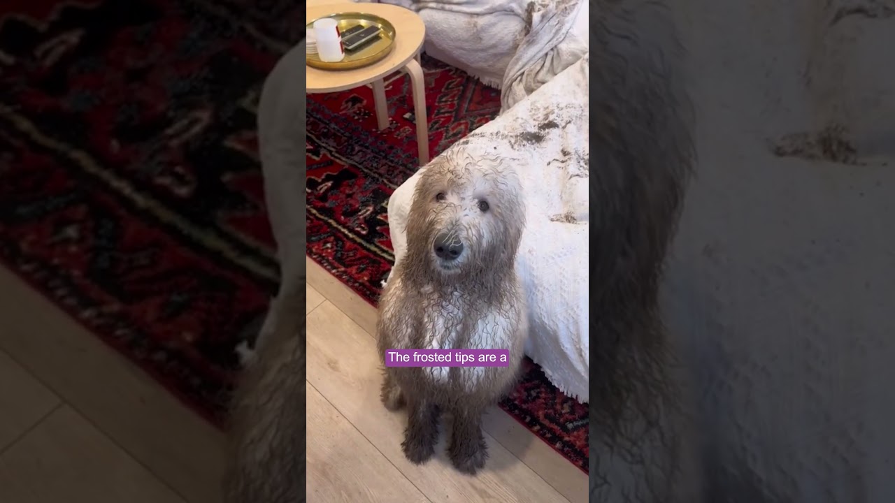 Ralphie Discusses Messy Furniture | Chem-Dry by Kevin Jones 