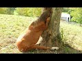 Bad Habits of Horses. Strange Horse Behavior.