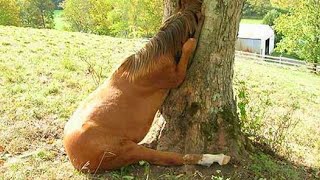 Bad Habits of Horses. Strange Horse Behavior.