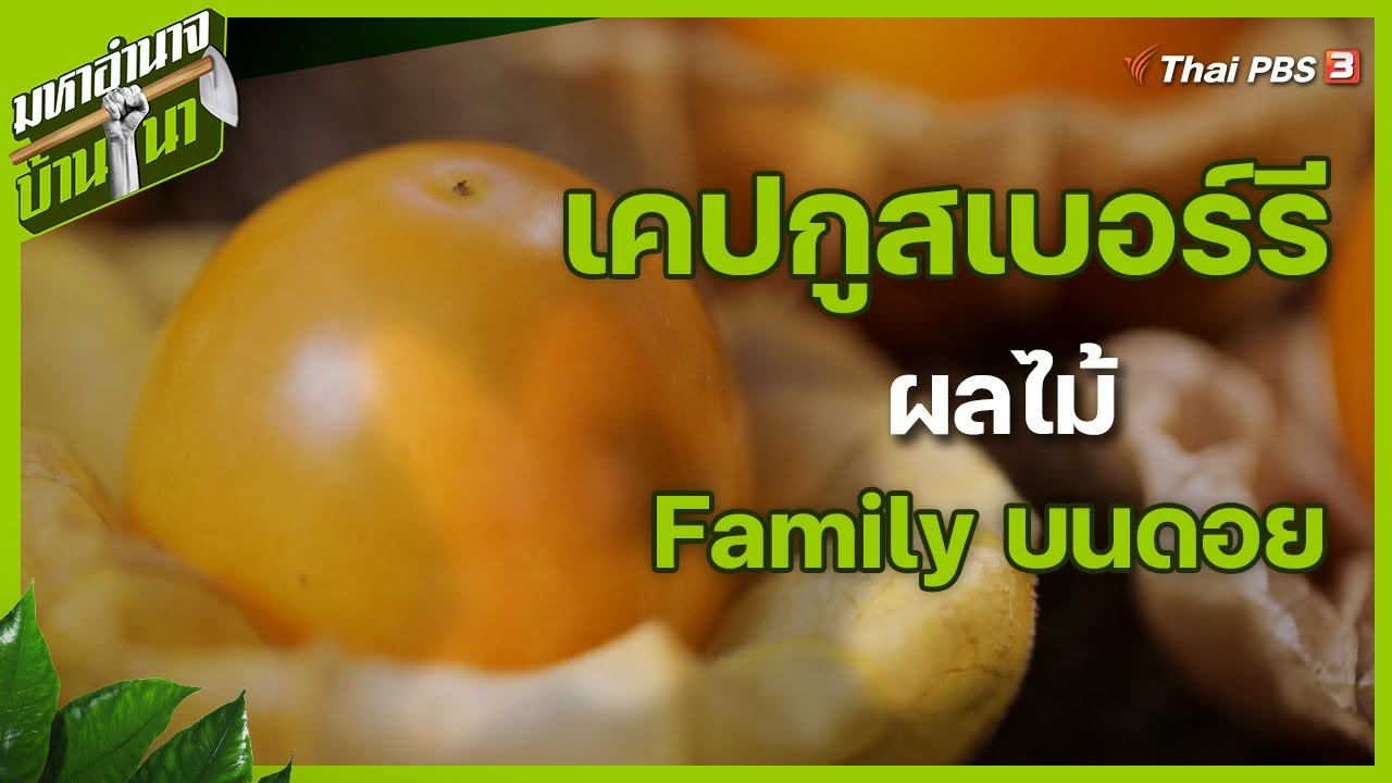 เคปกูสเบอร์รี ผลไม้ Family บนดอย : มหาอำนาจบ้านนา