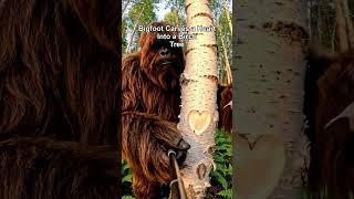 Bigfoot Carves a Heart Into a Birch Tree
