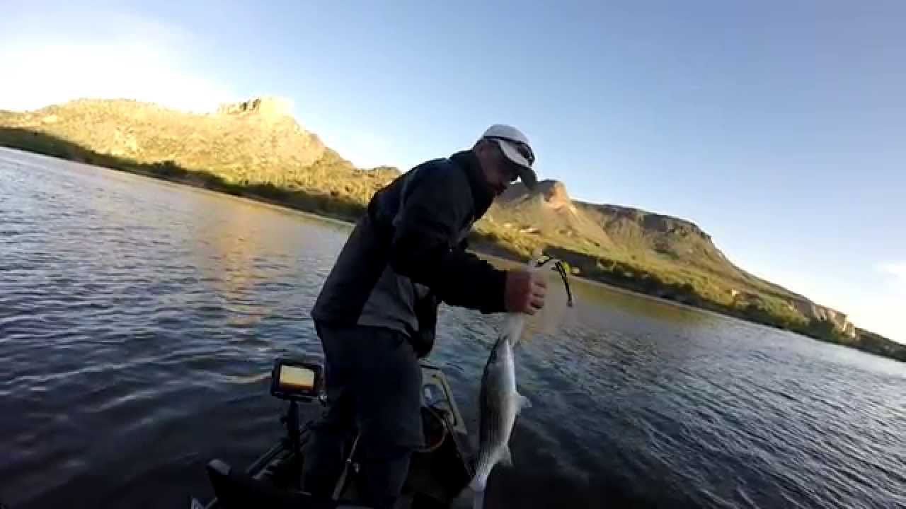 Striped Bass Kayak Fishing Day 2 Lake Pleasant, AZ YouTube