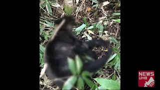 茂みの中で