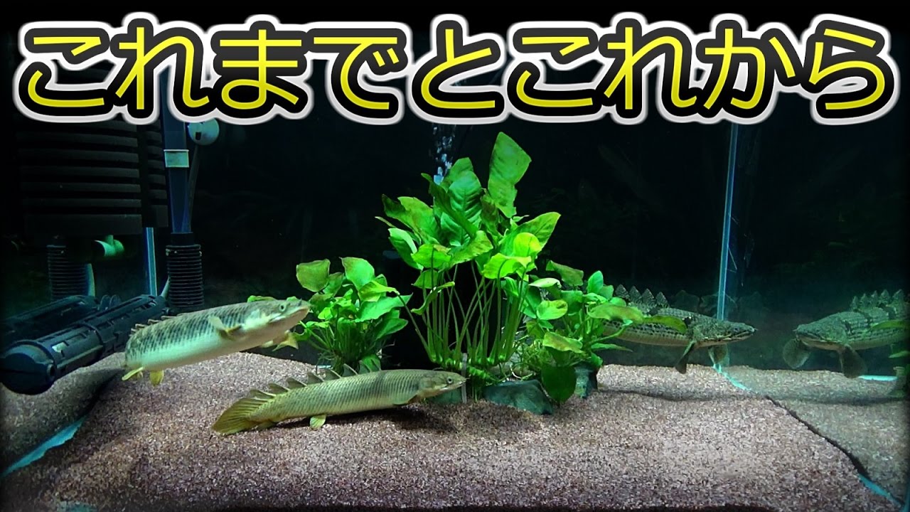 アクアリウム ポリプテルスを飼ってみよう 今後のポリプ水槽について 古代魚 Youtube