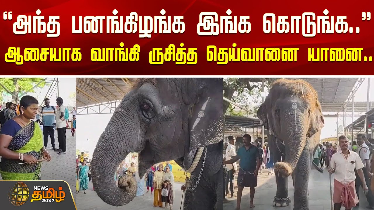 ”அந்த பனங்கிழங்க இங்க கொடுங்க..” - ஆசையாக வாங்கி ருசித்த தெய்வானை யானை..