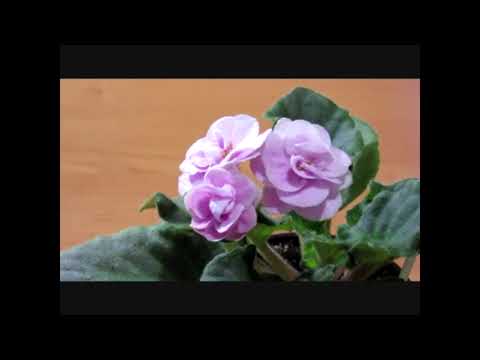 КОЛЛЕКЦИЯ ФИАЛОК С