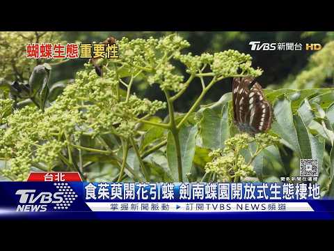 全球1成蝴蝶被迫搬家! 台灣122種海拔分布改變 6.7種蝴蝶恐已滅絕｜十點不一樣20261014 @TVBSNEWS02