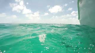 Coffin Patch Reef - Yellowtail Snapper 