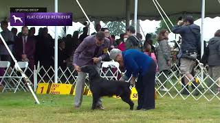 Retrievers (FlatCoated) | Breed Judging 2022